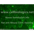 B129 Mouse Primary Pancreatic Microvascular Endothelial Cells
